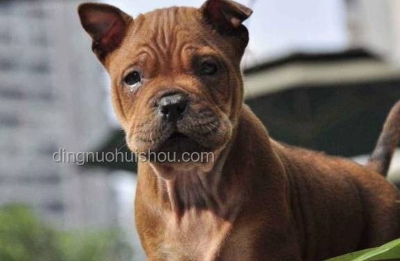 中国下司犬爆火海外：猎犬之王引领行业新风潮 🐾, 猎犬, 文化输出, 宠物经济, 遗传资源保护